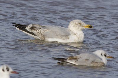 European Herring Gull-3394.jpg