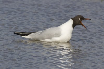 Black-headed Gull-3431.jpg