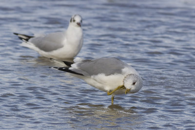 Common Gull-3482.jpg