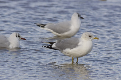 Common Gull-3484.jpg