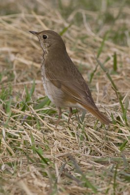 Hermit Thrush-4117.jpg