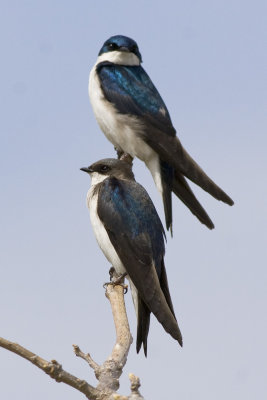 Tree Swallow-4371.jpg