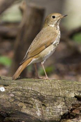 Hermit Thrush-4721.jpg