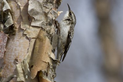 Brown Creeper-4742.jpg