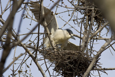 Black Crowned Night-Heron-4477.jpg