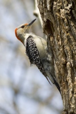 Red-bellied Woodpecker-4907.jpg