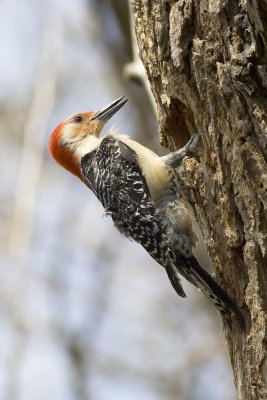 Red-bellied Woodpecker-4922.jpg
