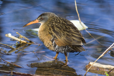 Virginia Rail-5297.jpg