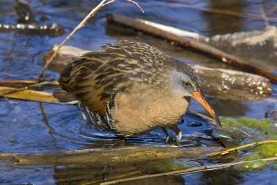 Virginia Rail-5310.jpg