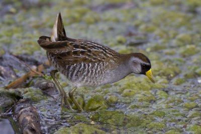 Sora-5797.jpg