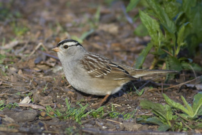 Sparrow's & Cardinals