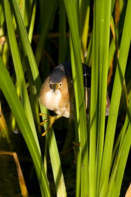 Least Bittern-6953.jpg
