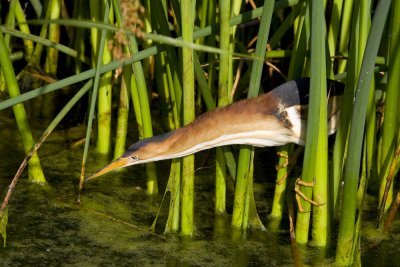 Least Bittern-7048.jpg