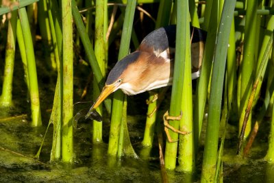 Least Bittern-7056.jpg