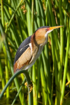 Least Bittern-7081.jpg
