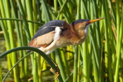 Least Bittern-7094.jpg