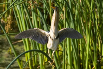 Least Bittern-7104.jpg