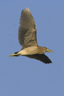 Black-crowned Night Heron-7280.jpg