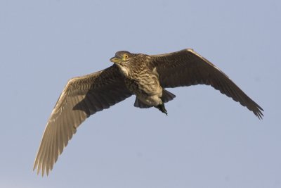 Black-crowned Night Heron-7287.jpg