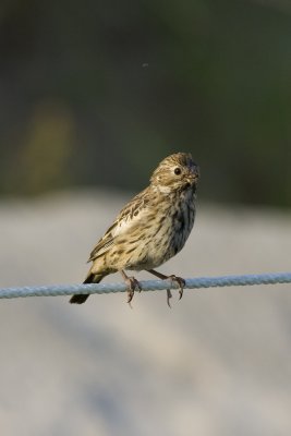 Lark Bunting-7987.jpg