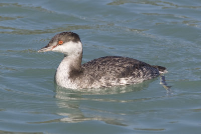 Horned Grebe-8373.jpg