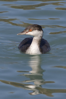 Horned Grebe-8386.jpg