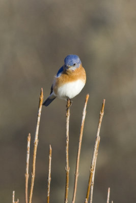 Eastern Bluebird-8709.jpg