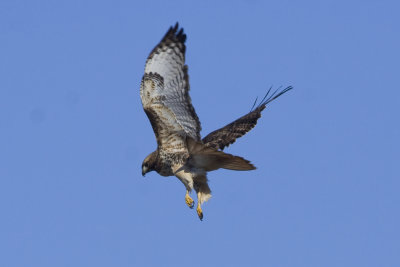 Vultures & Hawks