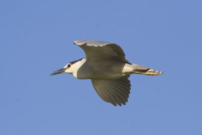 Black-crowned Night Heron-2167.jpg