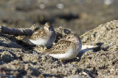 shorebirds