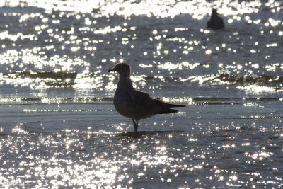 Ring-billed Gull-3114.jpg