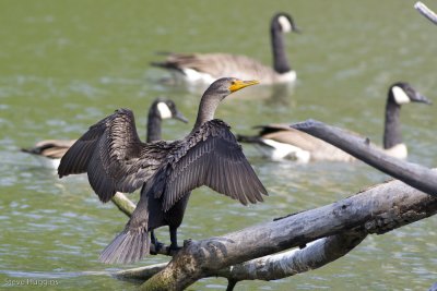 Double-crested Cormorant-3495.jpg