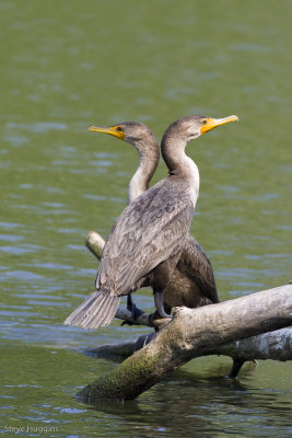 Double-crested Cormorant-3536.jpg