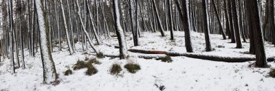 Panorama of conifer trees in snow, Lake Tekapo, Canterbury, New Zealand