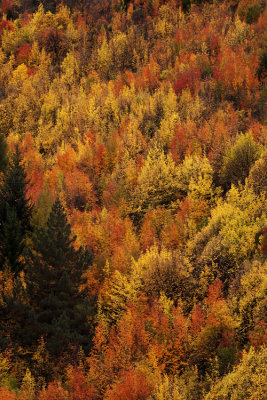 Autumn colours, Arrowtown, Otago, New Zealand