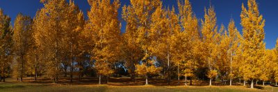 Panorama of autumn trees near Alexandra, Central Otago, New Zealand