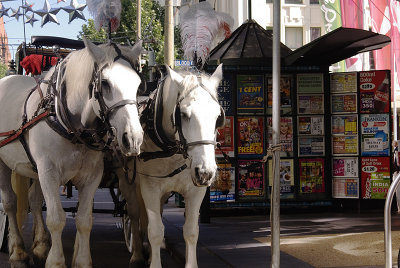 Carriage Horses, Melbourne