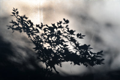 azalea shadow