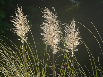 I don't know why...but I love pampas grass.