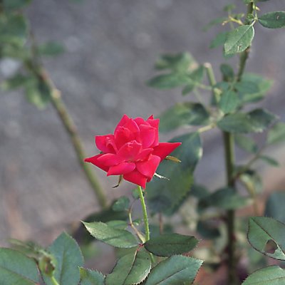 our latest rose
