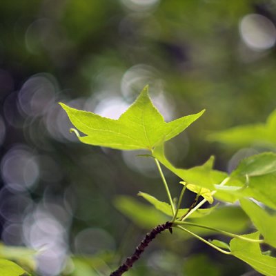 leaf @ f/1.4