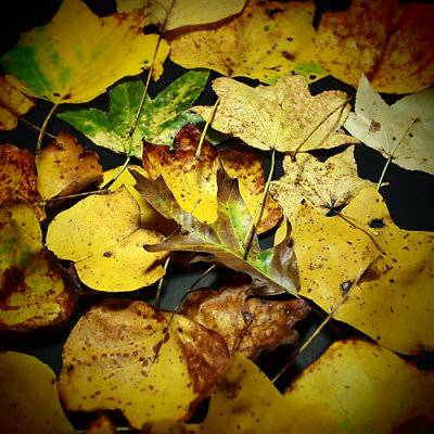 leaves from my yard
