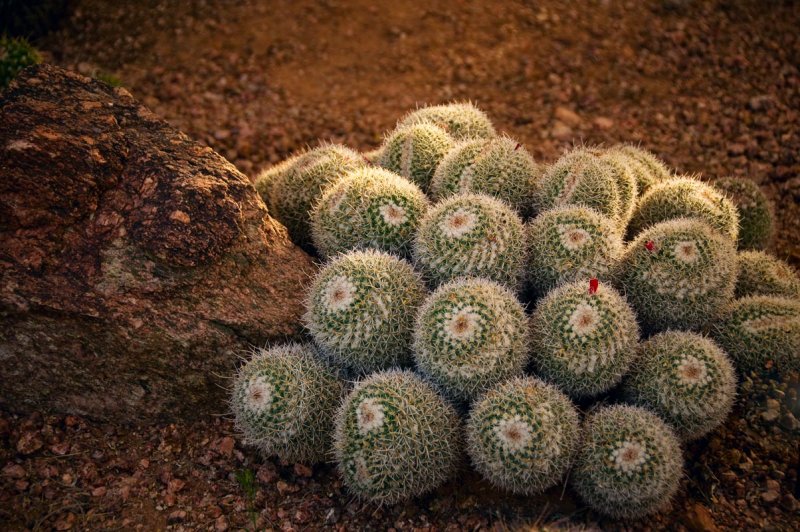 Desert Cactus Garden