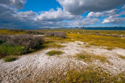 Carrizo Plain Soda Lake wildflowers