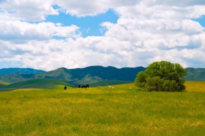 Peaceful  Farm
