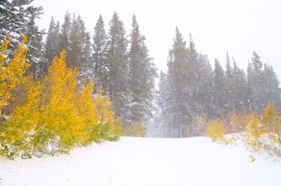 Aspens in Snow Storm