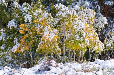 Aspens Snow Screams