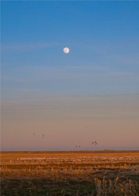 Moon Rise