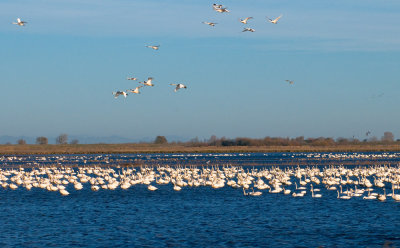 Snow Goose
