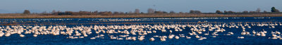 Snow Goose